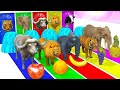 4 Giant Duck Cartoon Tiger,Cow, Rabbit, Gorilla,Hamsters,Dog,cat Wild Animals Crossing Fountain 2023