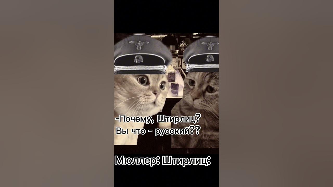 Штирлиц 🤣 #мемы #viral #memesvideo #приколы #jokes #meme #memes #прикол ...