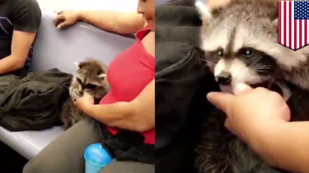 Raccoon on subway Woman takes pet raccoon onto uptown 6 train in New