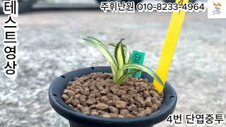 5월31일 주휘난원 테스트영상입니다