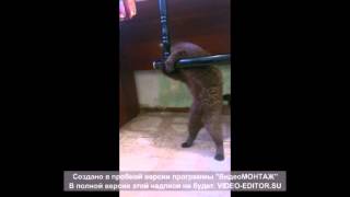 Смешной котенок танцует
