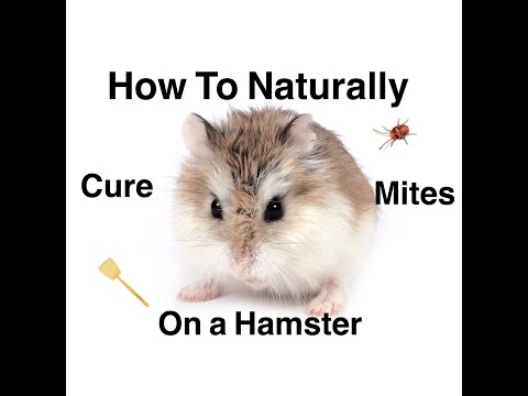 How to naturally cure mites on hamsters