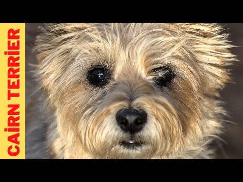 Vidéo: Race De Chien Cairn Terrier Hypoallergénique, Santé Et Durée De Vie