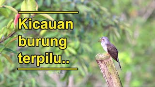 Kicauan Pilu Wiwik Kelabu (Cacomantis merulinus)