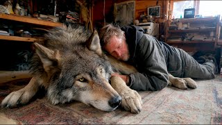 Adam Bir Kurt Yavrusunu Kurtardı. Ama Bir Süre Sonra Onu Bir Sürpriz Bekliyordu