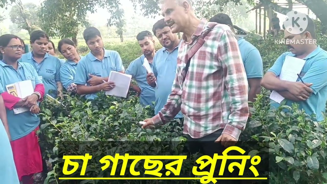 চা গাছের প্রুনিং এর বিস্তারিত জানতে ভিডিওটি না টেনে পুরো দেখুন আর চ্যানেলটি subscribe করুন ।