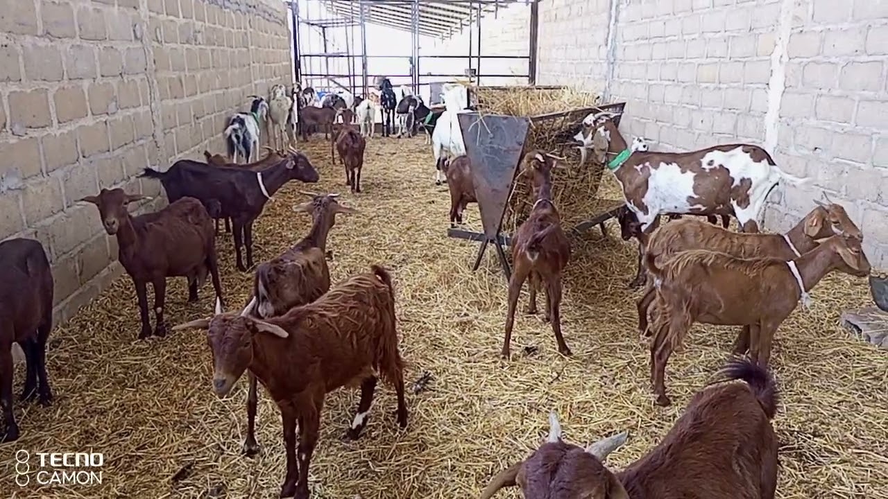 ELEVAGE DE LA CHEVRE AU MALI : UN PUISSANT MOYEN DE LUTTE CONTRE LA PAUVRETE.