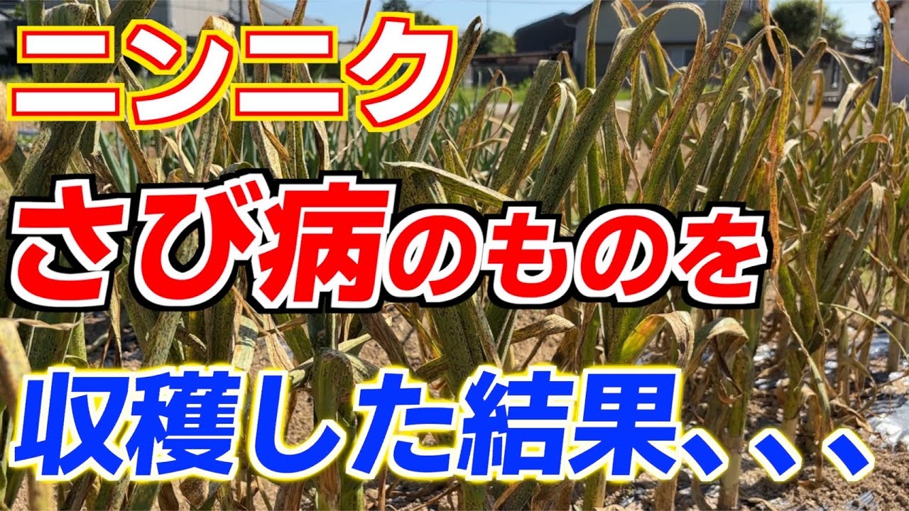 【全滅！？】さび病に感染したニンニクを収穫した結果…
