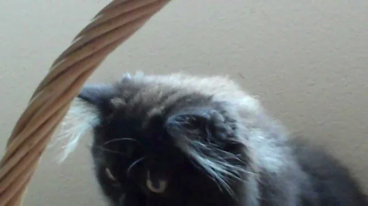 Video 569001: playful himalayan persian kittens, chocolate persian, female persian