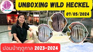 UNBOXING Wild Heckel / ฤดูกาล 20232024 (ปลาปอมปาดัวร์ป่า)​ @PandYDiscusFarm