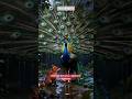 “In a Violent Storm… This Peacock Did the Unbelievable 🦚”#shorts #kindness