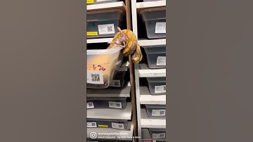 Caramel albino ball python!