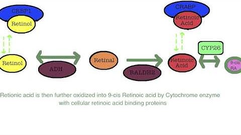 Retinoic Acid Receptor pathway