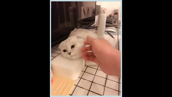 Video 5229641: british shorthair silver