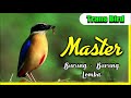 Masteran Burung Lomba I Terbaru Mp3 - Mp4 Download
