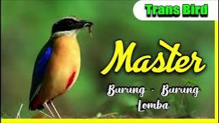 Masteran Burung Lomba I Terbaru 2021