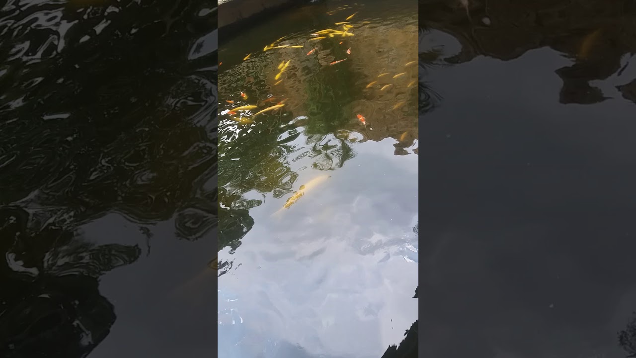 Cara ternak ikan yg baik 