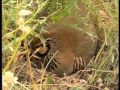 The Queen of El Palomar, the red legged Partridge