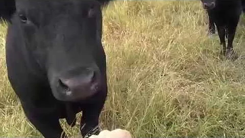 Bull Attacks Owner of Pharr Gym Brutal