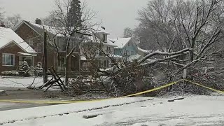Toppled tree takes down power lines in Dearborn