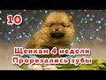 Когда режутся зубы у щенков. Щенкам шпица 4 недели. Молочные зубы у щенка