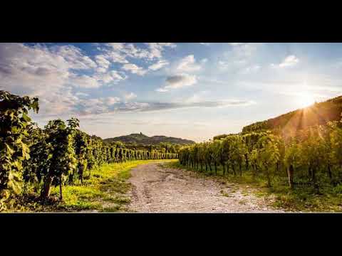 ანსამბლი ბერიკაცები - უჭკნობელო ვარდის კონა