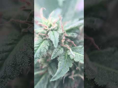 Critical 2.0 auto strain 9 weeks from seed
