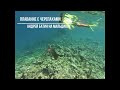 Плавание с черепахами. Андрей на Мальдивах.