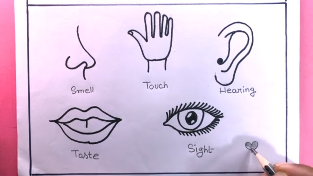 5 SENSE ORGANS You Need to Draw NOW - YouTube