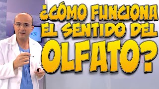 Olfato, Cómo Funciona? - Cuerpo Humano