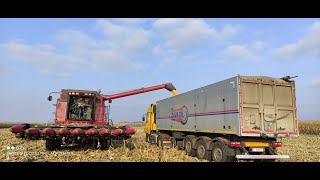 видео: ДЕ ЗЕРНО? Уборка кукурузи 2021 Немає натури МАІС ТВІСТ Кейс 2388 картинка: ДЕ ЗЕРНО? Уборка кукурузи 2021 Немає натури МАІС ТВІСТ Кейс 2388