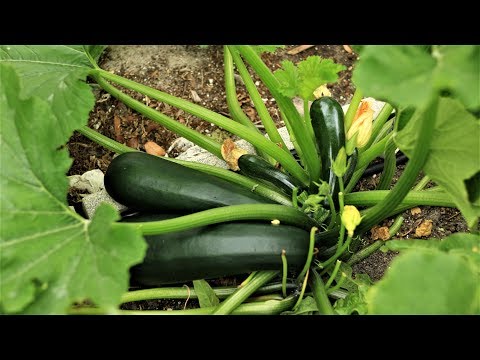 Video: Zucchini At Home