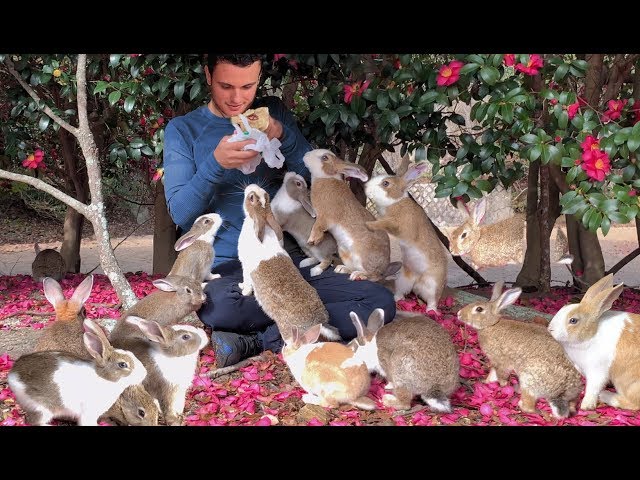 Exclusive Tour of Rabbit Island Japan by a Bunny Expert
