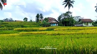 LAGI-LAGI ADA KAMPUNG SEINDAH INI😍ORANG KOTA AUTO IRI,UDARANYA WAH SEJUK PISAN, PEDESAAN JAWA BARAT