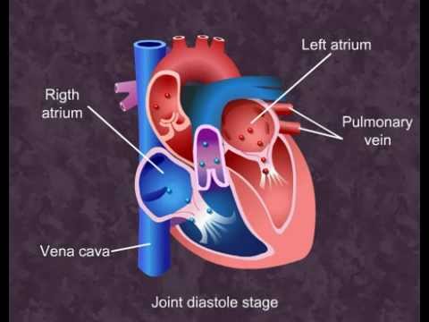 Cardiac Cycle - Body Fluids and Circulation- Class XI (Meritnation.com