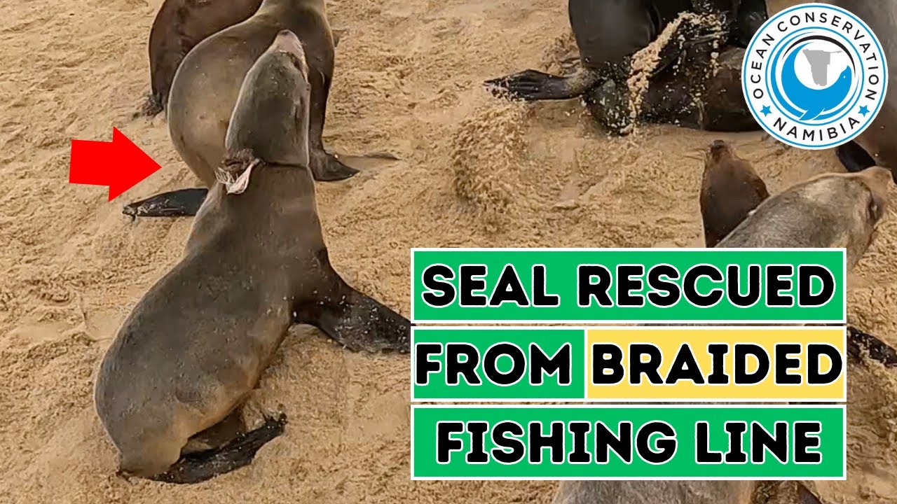 Seal Rescued From Braided Fishing Line - YouTube