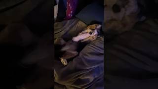 Cavapoo Puppies' Bedtime Cuddles