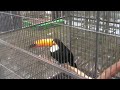 オニオオハシ