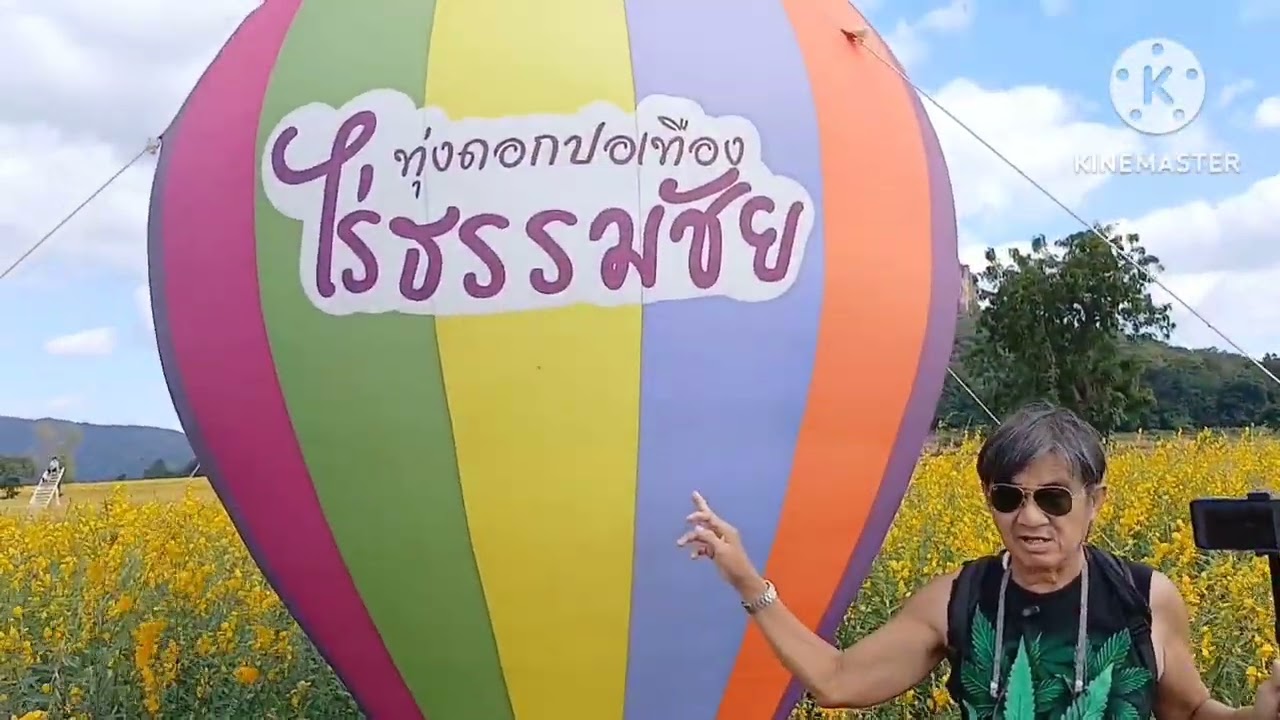 เที่ยวชมทุ่งปอเทือง