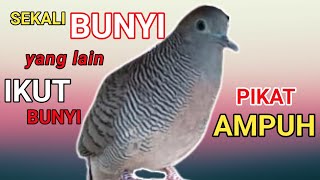 perkutut lokal JAGO MEMIKAT - semua jenis PERKUTUT ( buktikan)