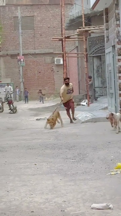 Lion And Dog Fight#lion #shots #attack #Usama's Tigers