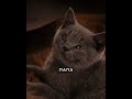 Крутой фильм про кошек и собак😎 #кино #фильм
