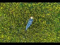 采药人的春天-蒲公英 Chinese medicine collectors digging dandelions in spring