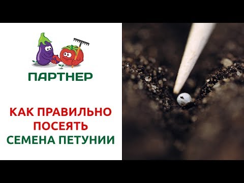 КАК ПРАВИЛЬНО ПОСЕЯТЬ СЕМЕНА ПЕТУНИИ