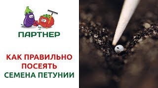 КАК ПРАВИЛЬНО ПОСЕЯТЬ СЕМЕНА ПЕТУНИИ КАК ПРАВИЛЬНО ПОСЕЯТЬ СЕМЕНА ПЕТУНИИ
