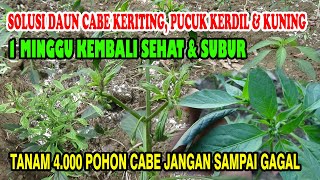 Cara Mengatasi Daun Cabe Keritng Tumbuh Kerdil  Sembuh Dalam  1 Minggu Tanaman Kembali sehat \u0026 subur