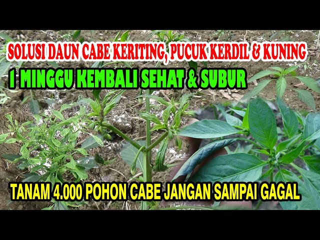 Cara Mengatasi Daun Cabe Keritng Tumbuh Kerdil  Sembuh Dalam  1 Minggu Tanaman Kembali sehat u0026 subur class=