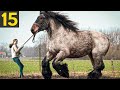 15 RARE And Beautiful Horse Breeds