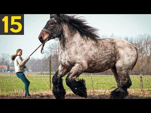 Video: Zeldzame, ongewone en prachtige paardenrassen