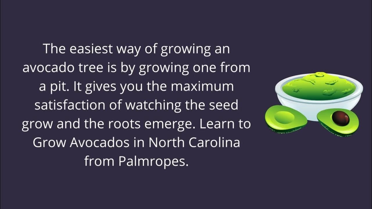 Can You Grow Avocados in North Carolina? YouTube